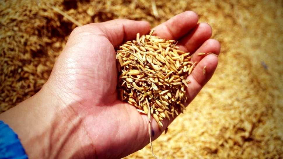 Orezul modificat genetic, cheia în stoparea foametei în lume?