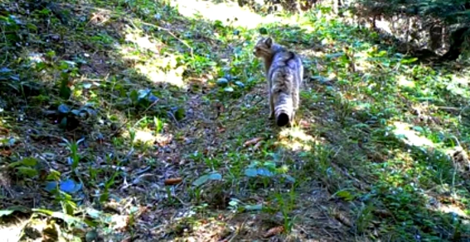 O specie extrem de rară de pisică sălbatică a fost observată în Caraş Severin – VIDEO