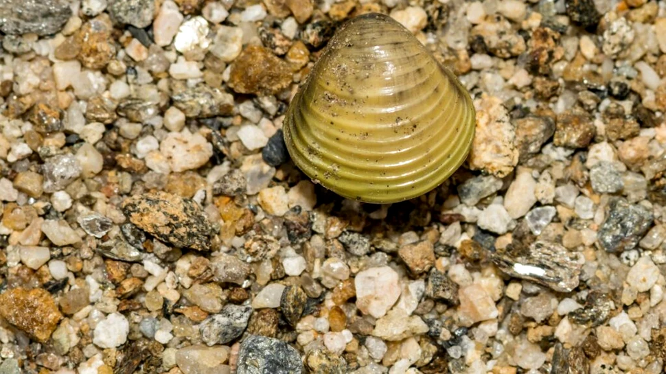 Secretul pentru o viață lungă ar putea fi găsit la scoici