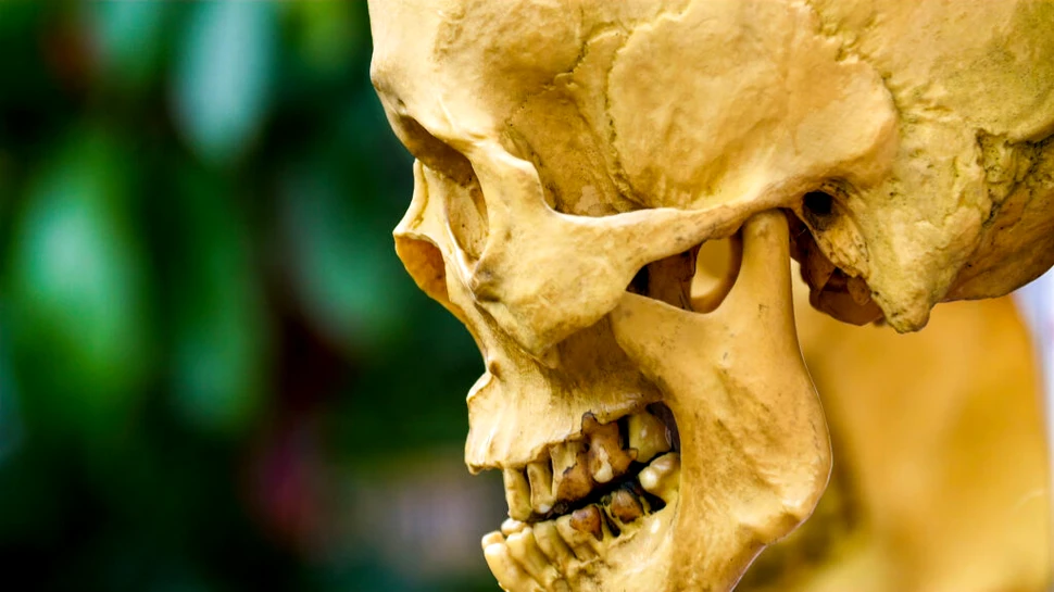 Evoluția explică de ce suntem atât de stresați: „Corpul tău crede că te lupți cu lei în fiecare zi”