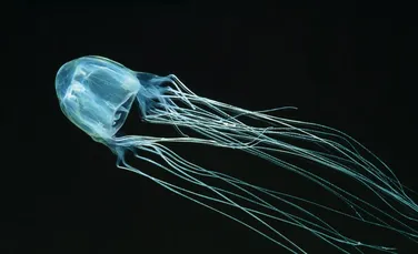 O meduză cu 24 de ochi, abia descoperită, este rudă cu cea mai veninoasă creatură marină din lume