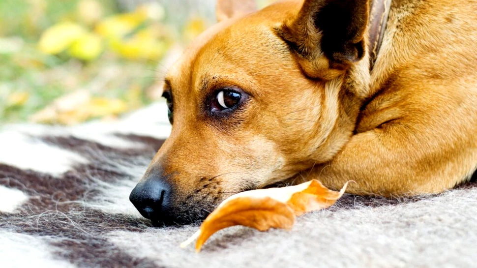 Cum îți poți da seama atunci când câinele tău suferă?