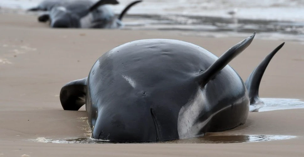 Cea mai mare eșuare în masă din istoria Australiei. Cel puțin 380 de balene au murit