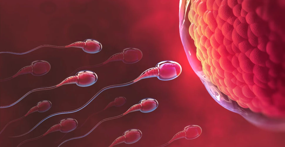 Numărul de spermatozoizi în rândul bărbaților din întreaga lume este în scădere