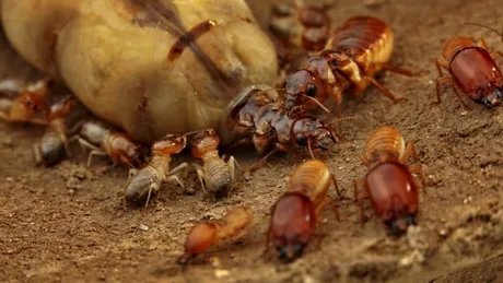 Cercetătorii au aflat cum le-a ajutat pe reginele termite pierderea de gene