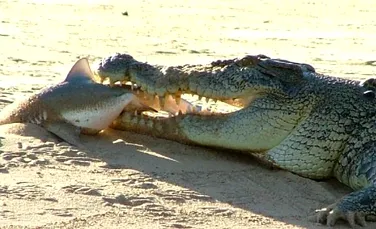 Cum reusesc crocodilii sa invinga distantele uriase?