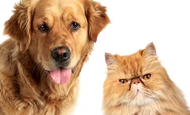 Eveniment rar în lumea animală: o transfuzie de sânge de la un câine a salvat viaţa unei pisici