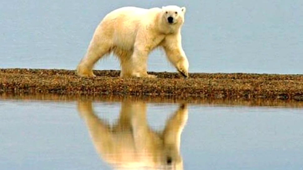 Ursii polari au supravietuit ultimei incalziri globale