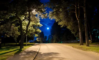 Cum afectează luminile stradale plantele din orașe?