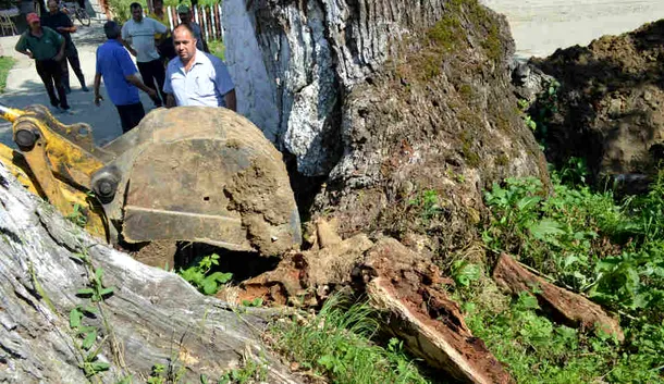Anchetă în comuna naistului Gheorghe Zamfir după ce rădăcinile arborilor seculari au fost retezate