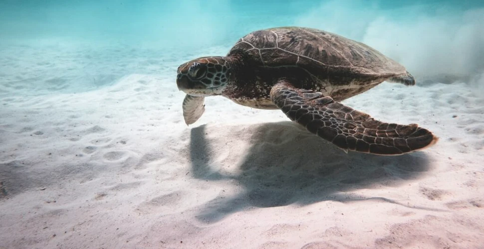 Peste 1,1 milioane de țestoase marine braconate în ultimele decenii, arată un studiu