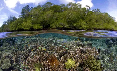 Experimentează o scufundare printre recifuri de corali într-un videoclip realizat la 360 de grade – VIDEO