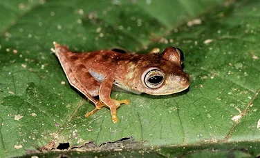46 noi specii de animale descoperite în junglele din Surinam