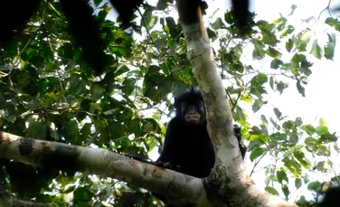 O specie complet nouă a fost descoperită în pădurea tropicală din Congo