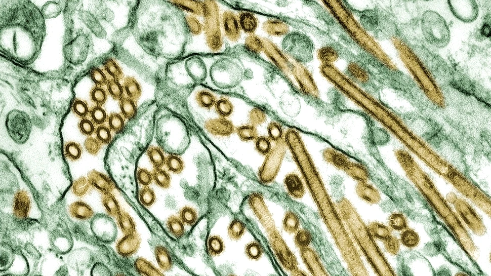 Un nou test poate identifica 40 de tulpini ale virusului gripei aviare