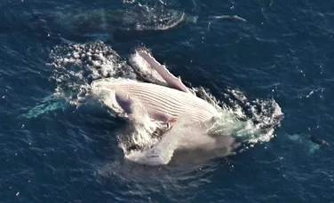 Moment rar: unica balenă albă din emisfera sudică, Migaloo, a ieşit la iveală în apropiere de Sydney!