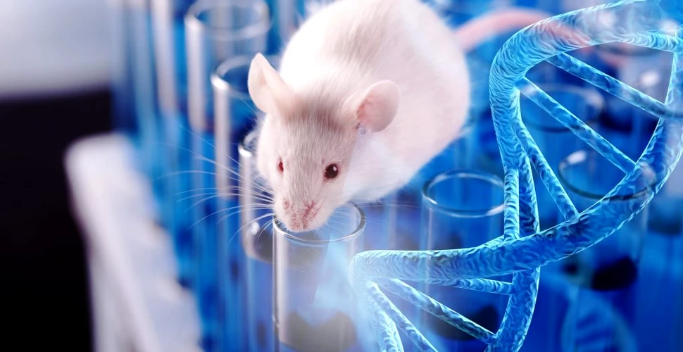 Un vaccin a amânat cu succes îmbătrânirea cauzată de „celulele zombie” în cazul șoarecilor