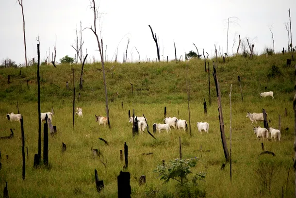 Turme de vite care pasc pe locul unde fusese înainte o parte din pădurea amazoniană din Brazilia.