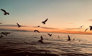 Ce se întâmplă cu creierul tău atunci când vezi o pasăre în natură?
