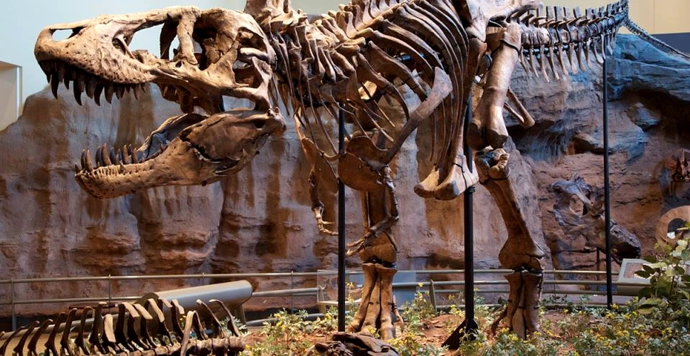 Cât de puternică era muşcătura uriaşilor dinozauriT-Rex? Putea PULVERIZA oasele şi asta nu e tot