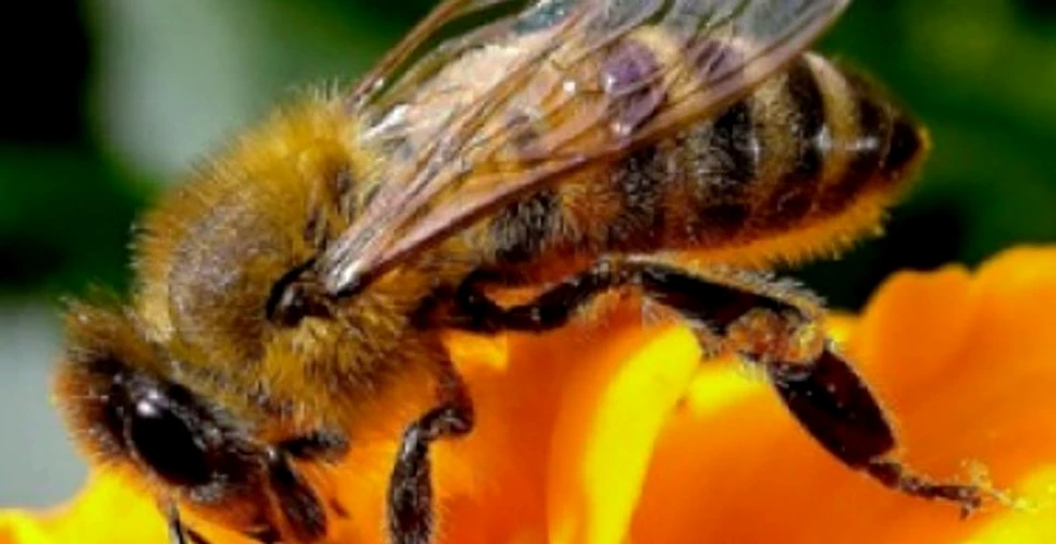 Albinele disting fetele umane