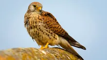 Moment istoric în România! Ornitologii au confirmat cuibăritul vânturelului mic după 125 de ani