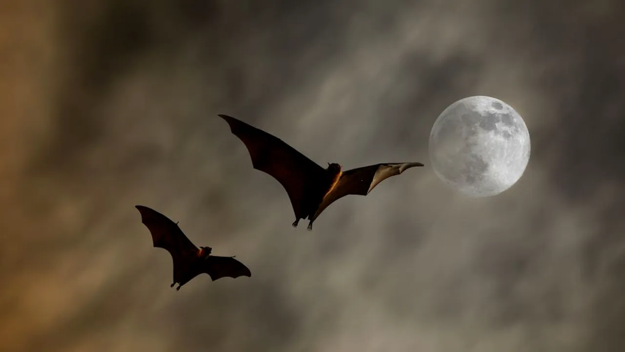 1-bat 