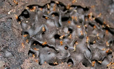 Furnicile şi termitele indică locurile unde se găsesc zăcăminte de aur