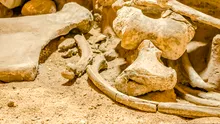 Arheologii au făcut o descoperire importantă de os de mamut în Austria