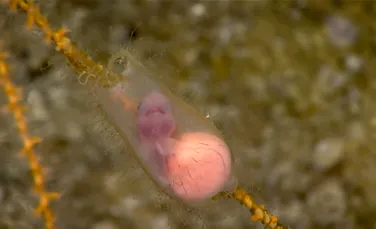 Observaţie extrem de rară şi fascinantă: un embrion de rechin a fost văzut ”înotând” în oul translucid – VIDEO