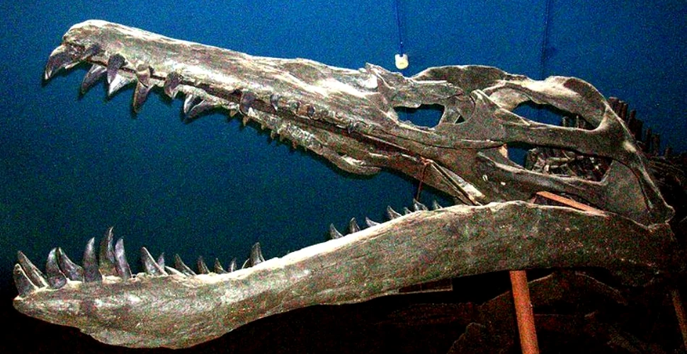 Reptilele marine preistorice sufereau de artrită