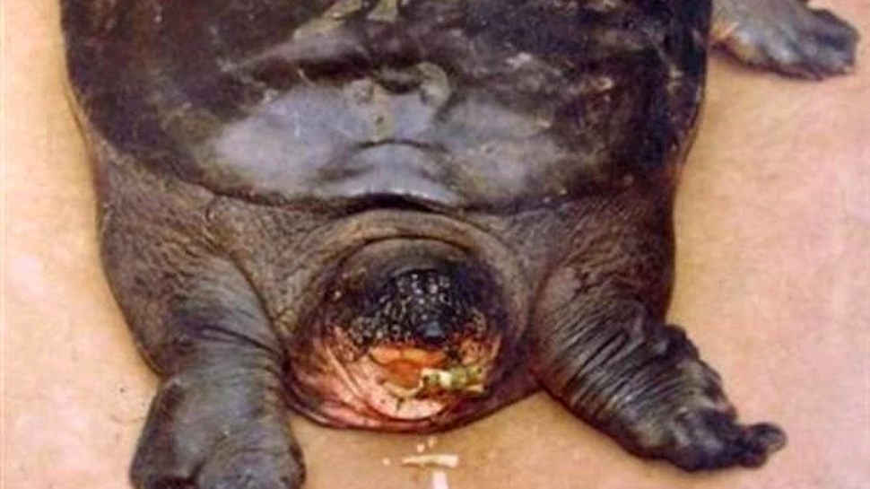 Testoasa gigant redescoperita in Vietnam