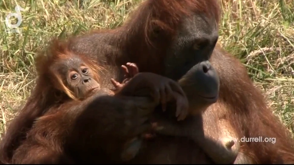 Premieră mondială: naşterea „miraculoasă” a unui urangutan a fost filmată (VIDEO)