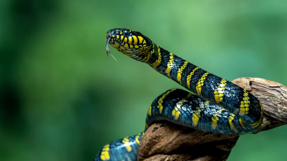 Cum pot șerpii să se ridice dacă nu au membre? Cercetătorii tocmai au aflat răspunsul!