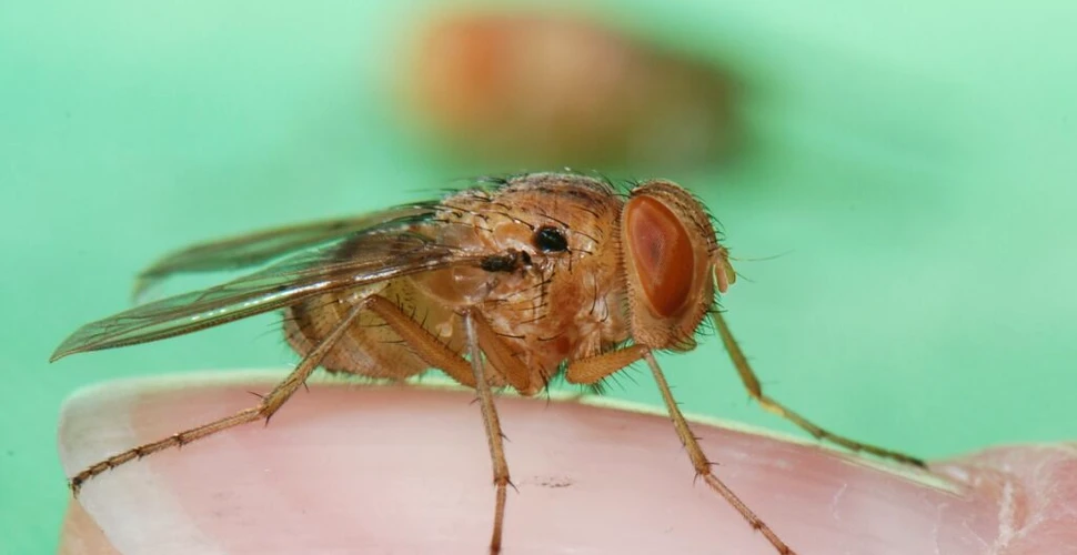 Un nou exemplu uimitor de evoluție a fost descoperit de cercetători