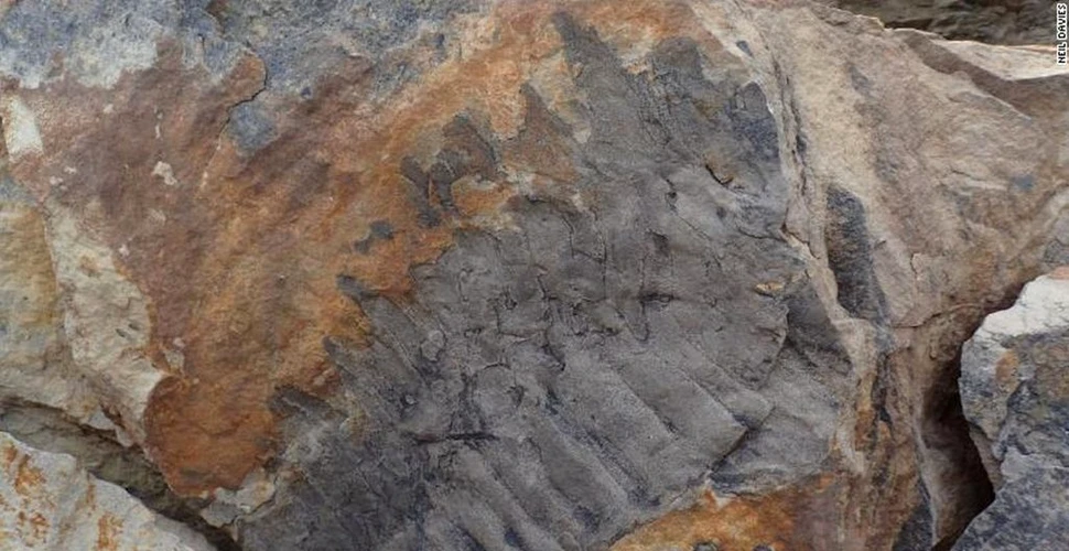 O fosilă dezvăluie cel mai mare miriapod care a trăit vreodată