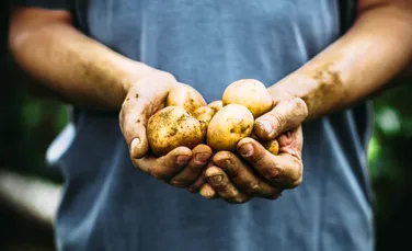 România importă cartofi congelați, deși exportă cartofi proaspeți