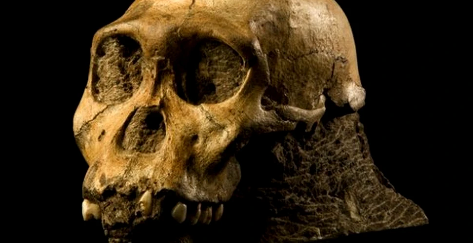 Fosilele a două creaturi umanoide descoperite recent ne-ar putea schimba viziunea asupra originii omului