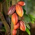 Patru arbori de cacao peruvieni nou descoperiți ar putea salva viitorul ciocolatei