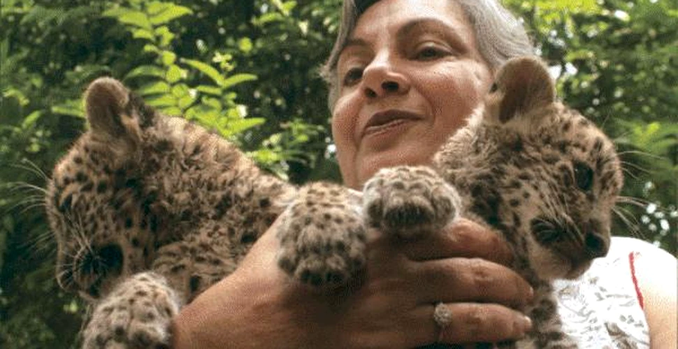 Doi pui dintr-o specie rara de leopard s-au nascut la Paris