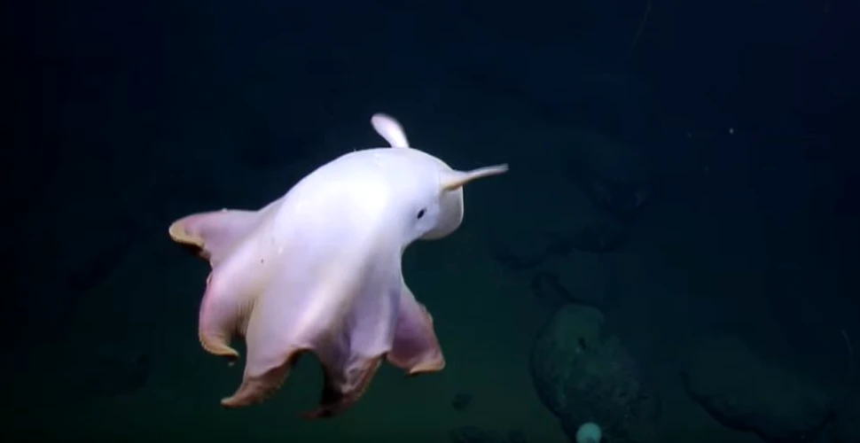 Specialiştii au înregistrat imagini cu o caracatiţă dumbo ce are o înfăţişare fantomatică