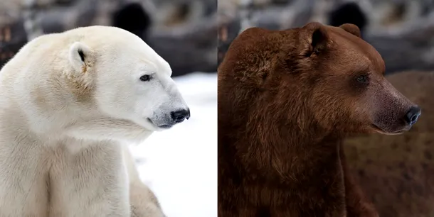 În imaginea din stânga este un urs polar, iar în cea din dreapta, un grizzly