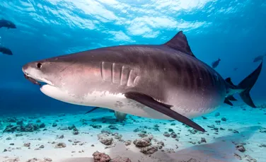 Rechinii din Bahamas au ieșit pozitivi la testele de cocaină și cafeină