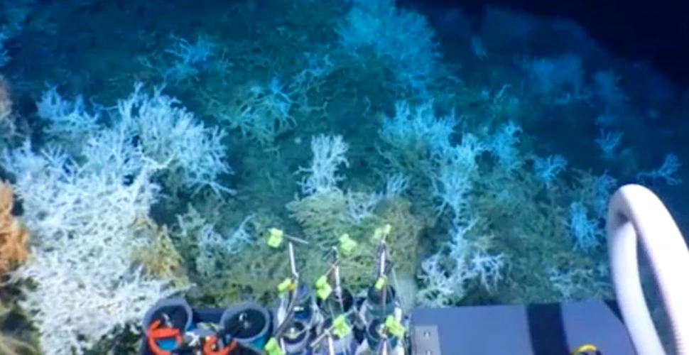 Un recif de corali vast a fost descoperit în apropierea ţărmului din SUA