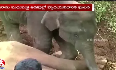 Imagini sfâşietoare: un pui de elefant încearcă să-şi trezească mama ucisă