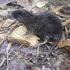 27 de specii noi au fost descoperite în Peru. Printre acestea se află și un șoarece amfibiu