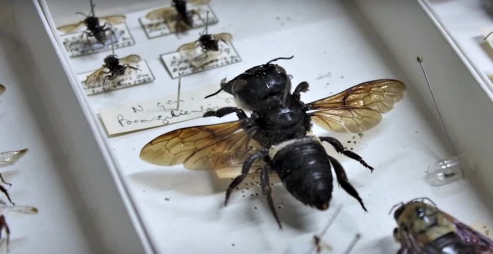 Cea mai mare albină din lume a fost descoperită, în viaţă, în Indonezia – VIDEO