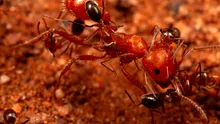 Cercetătorii au descoperit un nou comportament al furnicilor