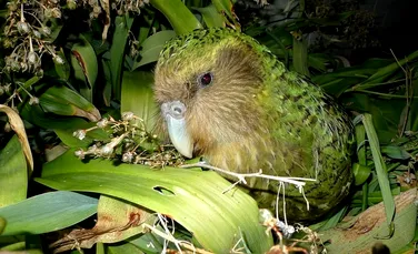Kakapo, cel mai gras papagal din lume, numit „Pasărea anului 2020” în Noua Zeelandă