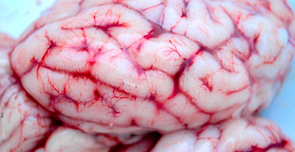 Cercetătorii au descoperit modul în care ficatul controlează comportamentul și creierul
